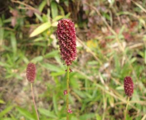 花のように見えるのは萼片で花弁は退化してない