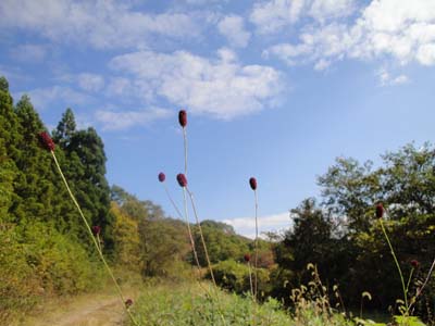 深い紅色は真っ青な秋空によく映える 