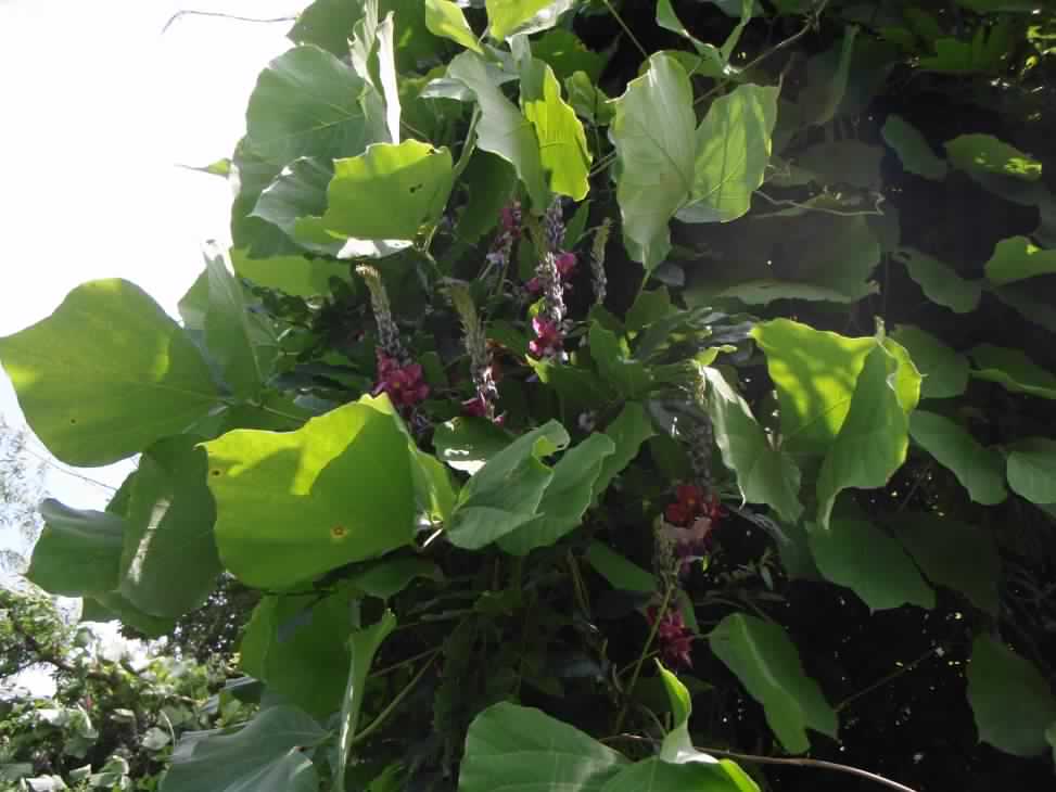 光沢のあるツワブキの葉