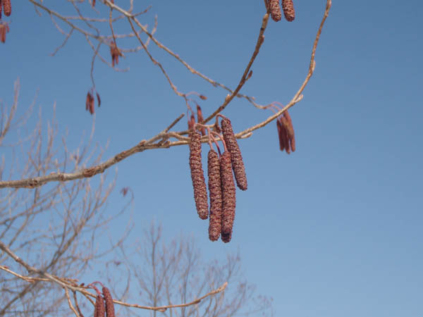  紐状の雄花穂が下がり、その付け根近くには雌花穂がある。