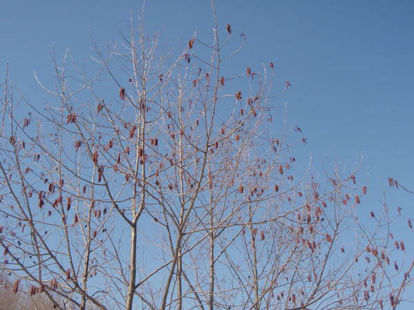 たわわに咲くが、花であるとは気がつきにくい。