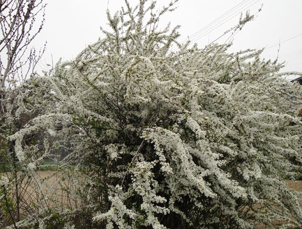 滝の白糸のように見事な花穂