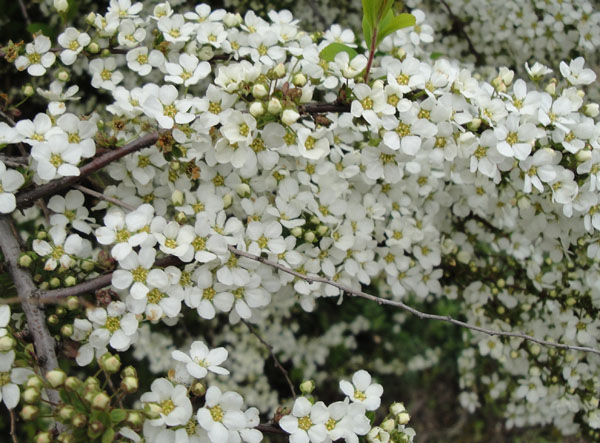 生け花としても人気がある