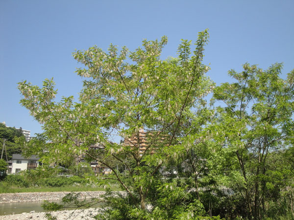 マメ科の落葉広葉樹。街路や公園、河川敷で多く見られる。