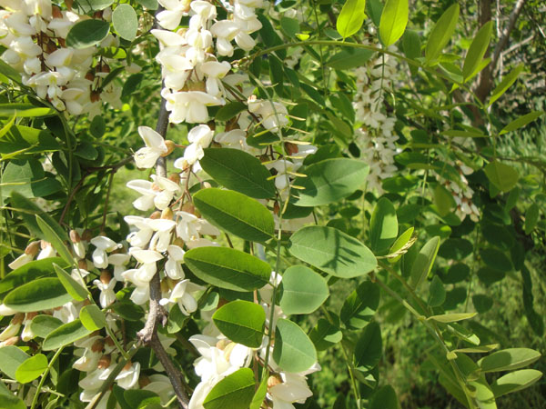 期には甘く爽やかな芳香が、あたりに漂う