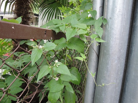 フェンスに絡まる花