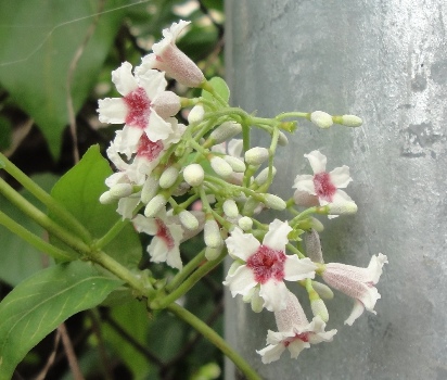 ロート形の純白の花