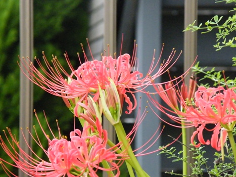 目をひきつける鮮やかな花