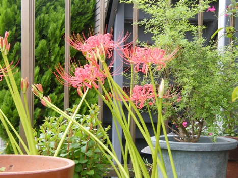 人々に霊的な印象を与えてきた花