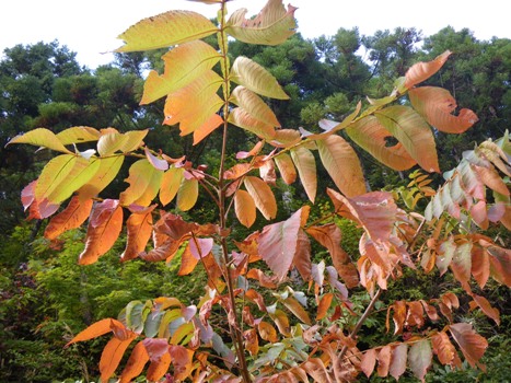 色鮮やかなヌルデの紅葉