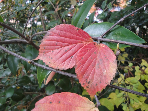 ガマズミの鮮やかな紅葉