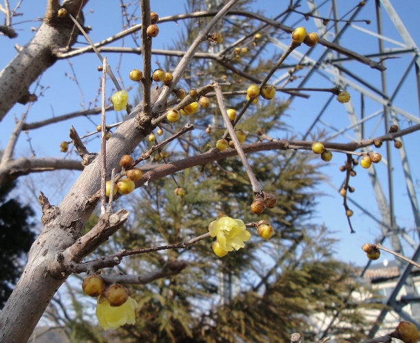 厳寒の中　黄色い花が薫り高く開く