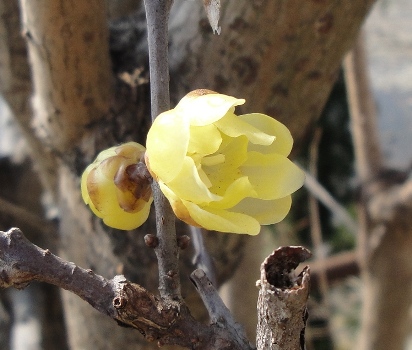 細工のような艶のある花