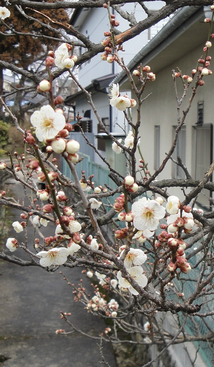 路地を彩る白梅