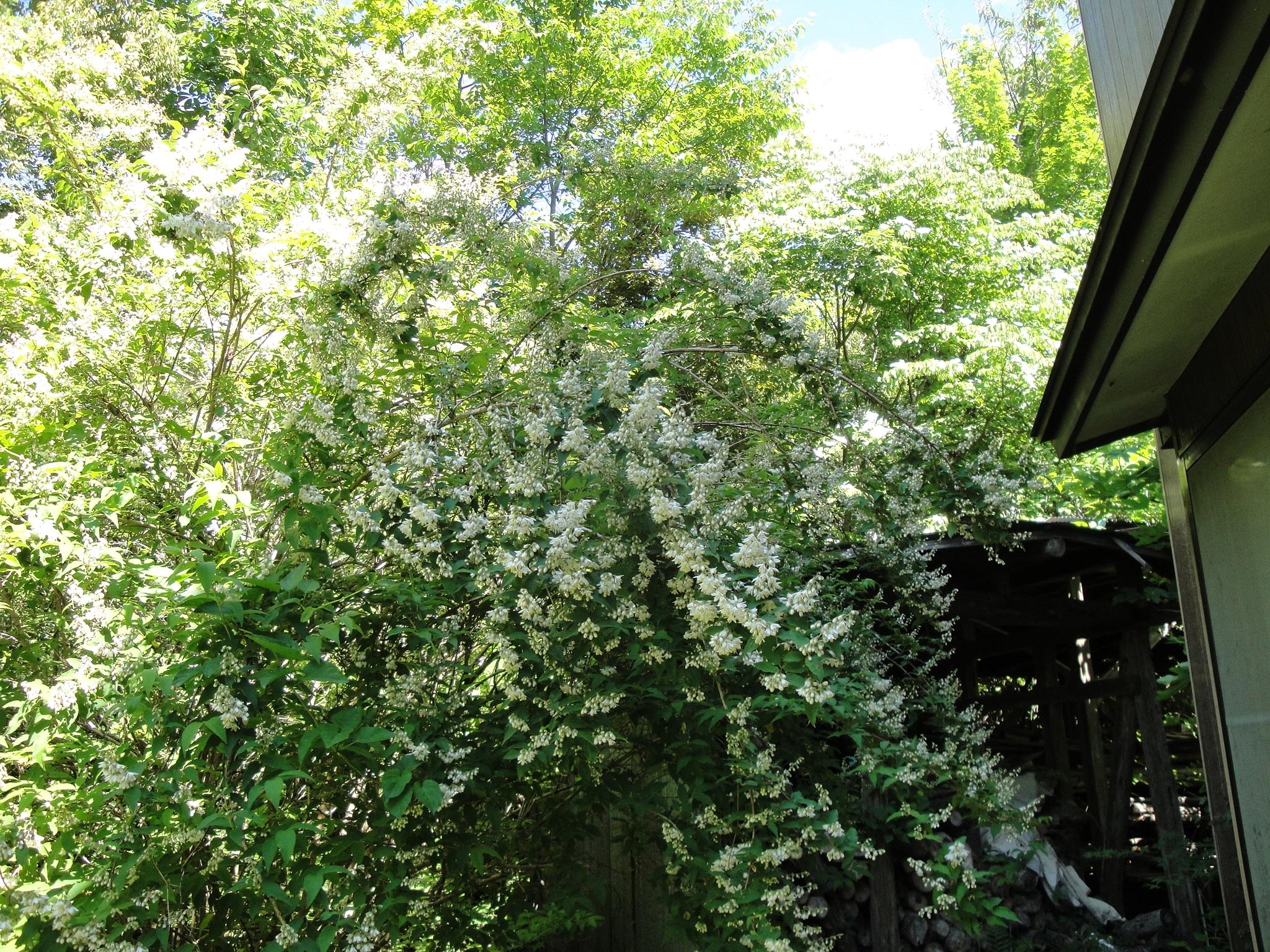 初夏を思わせるウツギの花