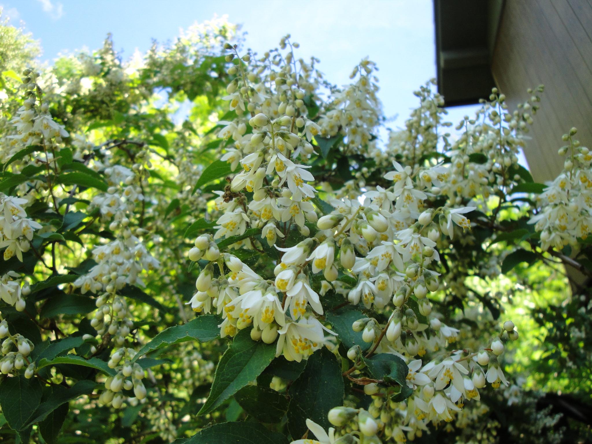 こぼれそうに咲くウツギの花