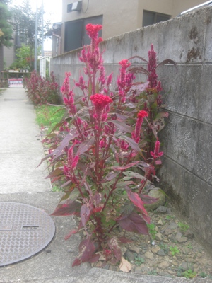 路地を彩る深紅の花