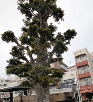 バス亭近くのずんぐりとしたシラカシ