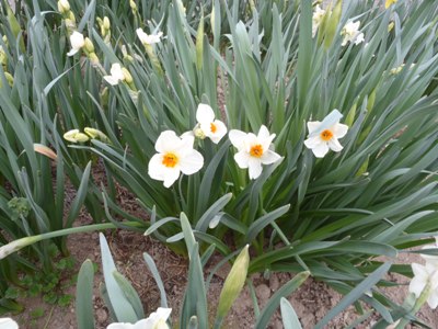 白河法皇も愛でたスイセンの花