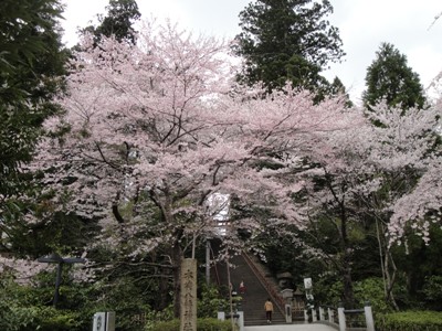 開花が遅れた桜がようやく見頃になった