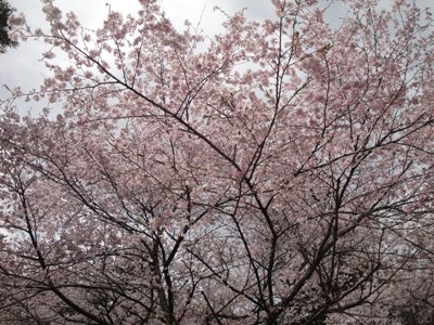 古から人々を魅了し続ける桜