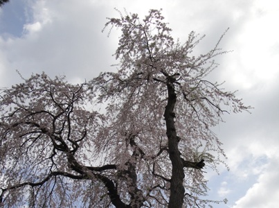 さまざまな事おもひだす桜かな