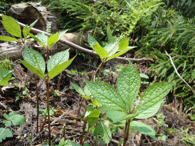 優雅な名を持つ野草ヒトリシズカ