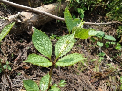 真っすぐ延びた茎につく白い穂状花序