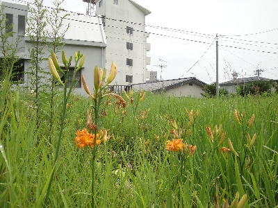 空地に咲くヤブカンゾウ