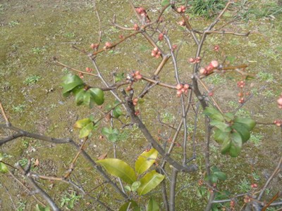 寒木瓜の蕾ながらも紅きざす　　川端　卓子