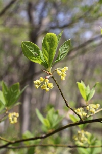 クロモジの黄緑色の花 