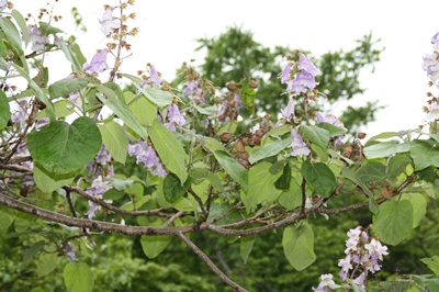 紫色の高貴な花を咲かせるキリ 