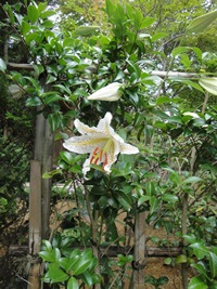 芳香を放つヤマユリの花