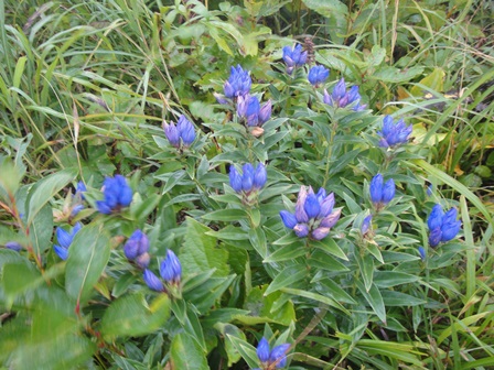 秋の最後を飾るリンドウの花