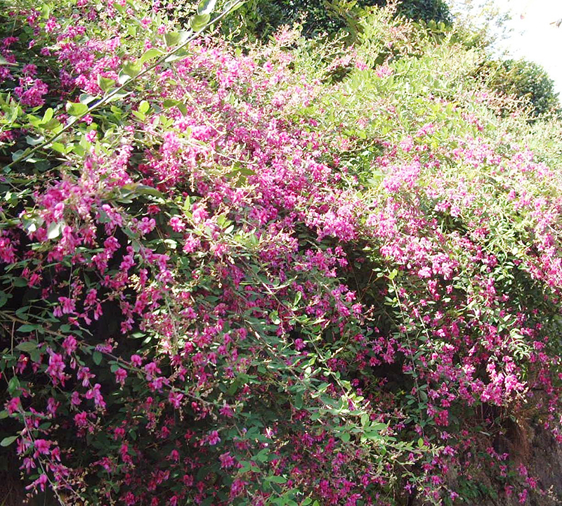 道ばたに咲くハギの花