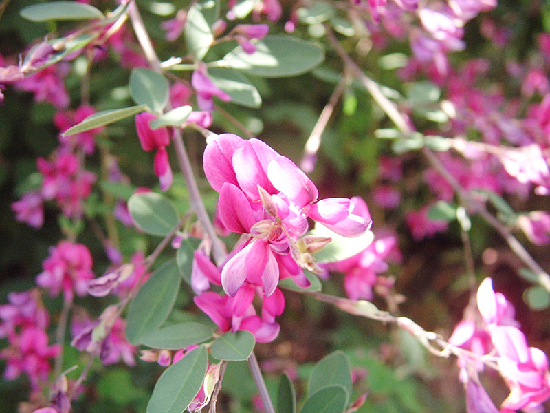 万葉人を魅了したハギの花