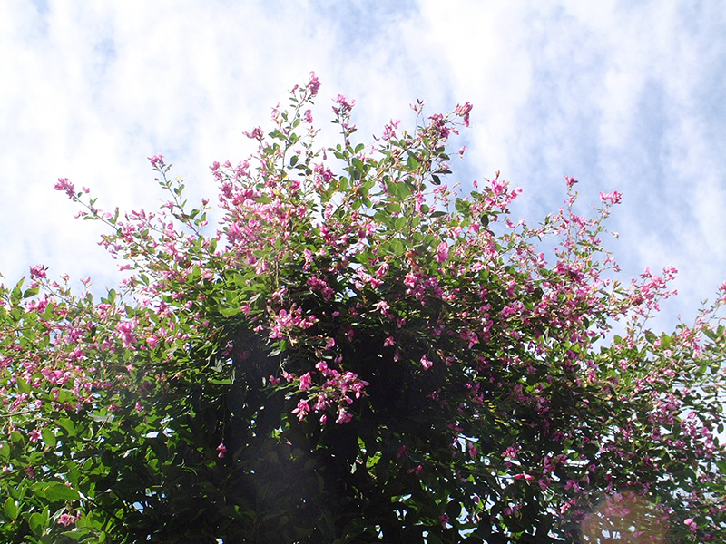 秋空に映えるハギの花