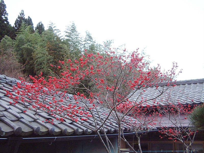 冬枯れの景色に鮮やかなウメモドキ