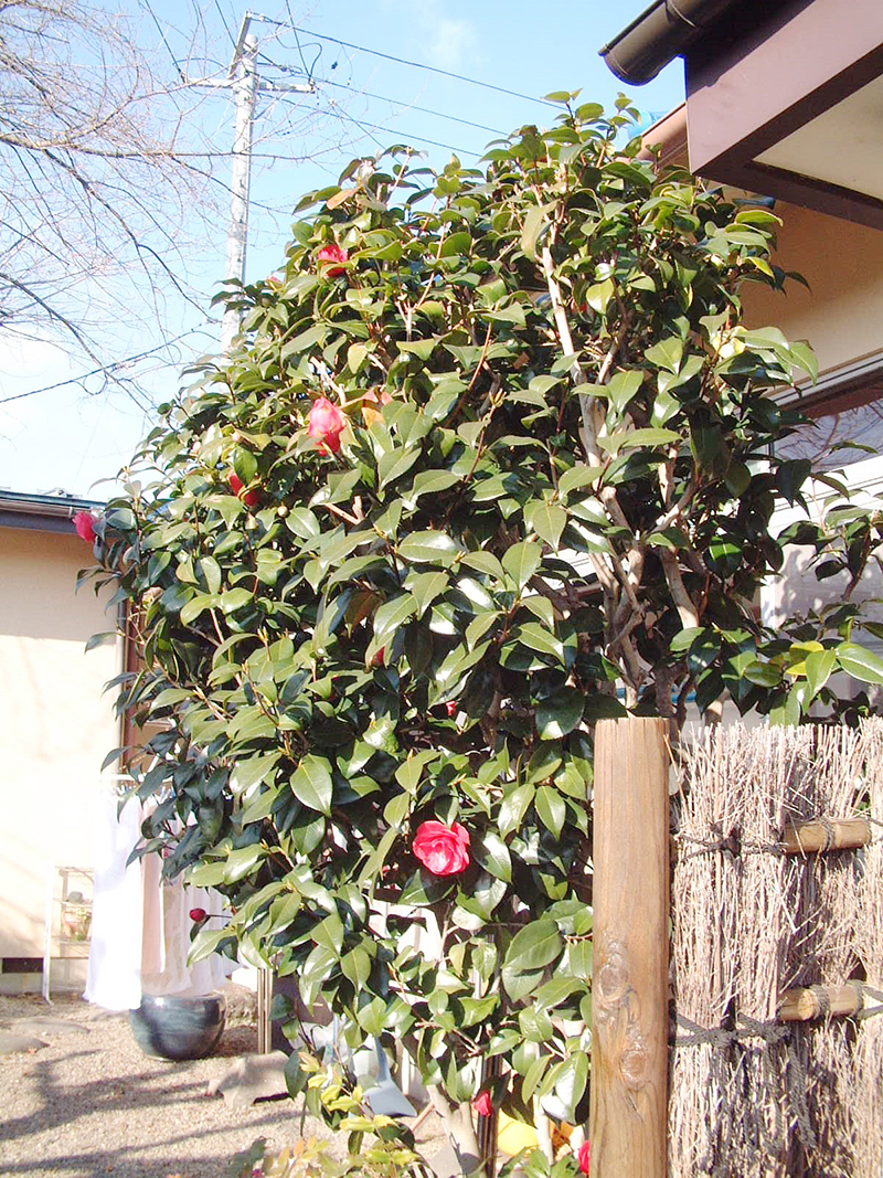 庭先に咲く椿の花