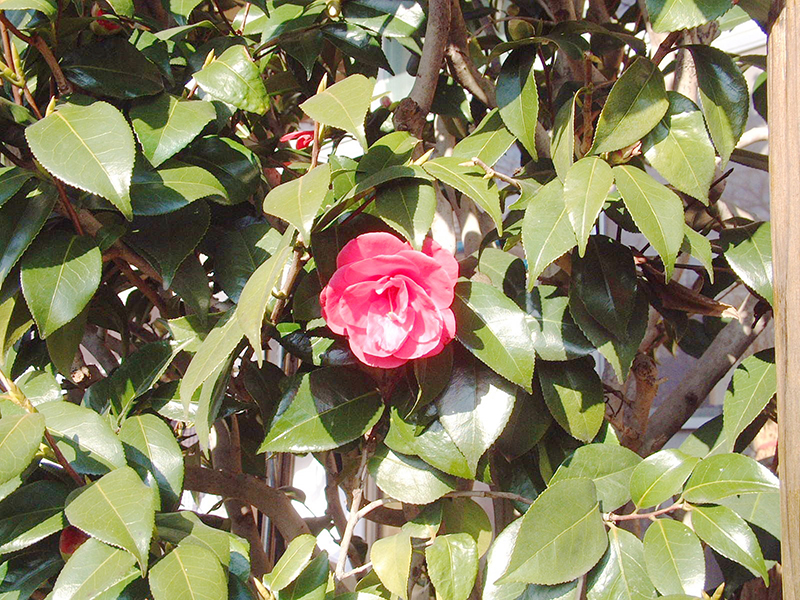 厚い葉に囲まれる大輪の花