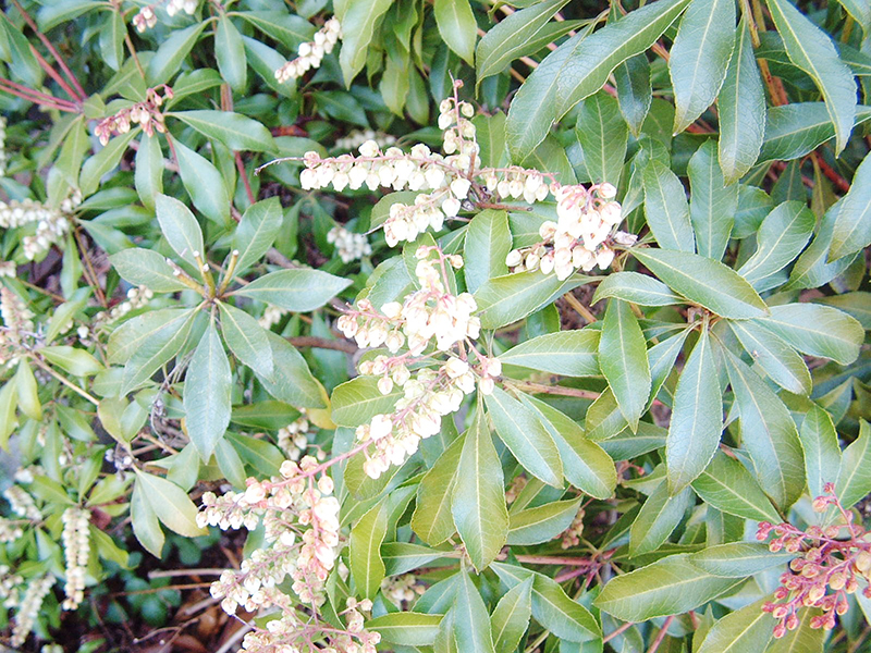 鈴なりのアセビの花