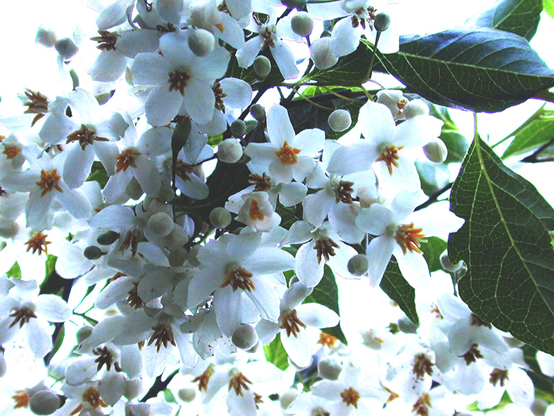 豪華絢爛なエゴノキの花