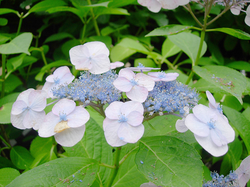 ガクアジサイの扁平な花