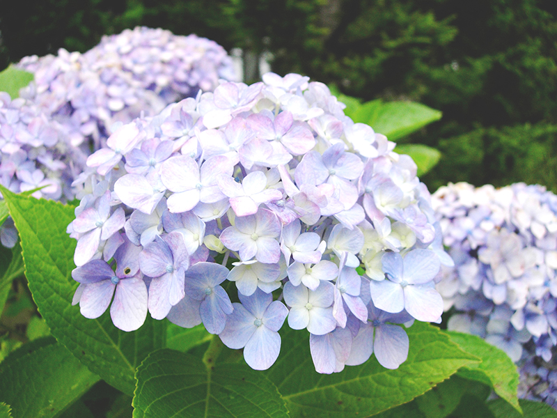 浅黄色のアジサイの花