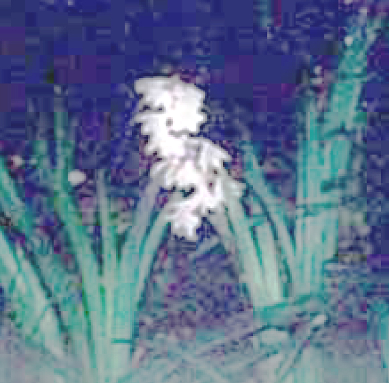 オオバジャノヒゲの花
