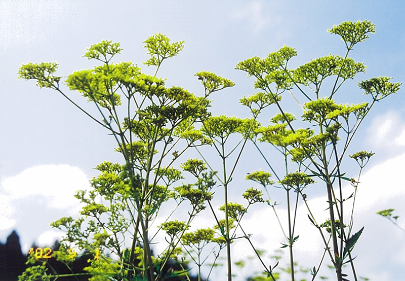 天高く花を広げるオミナエシ