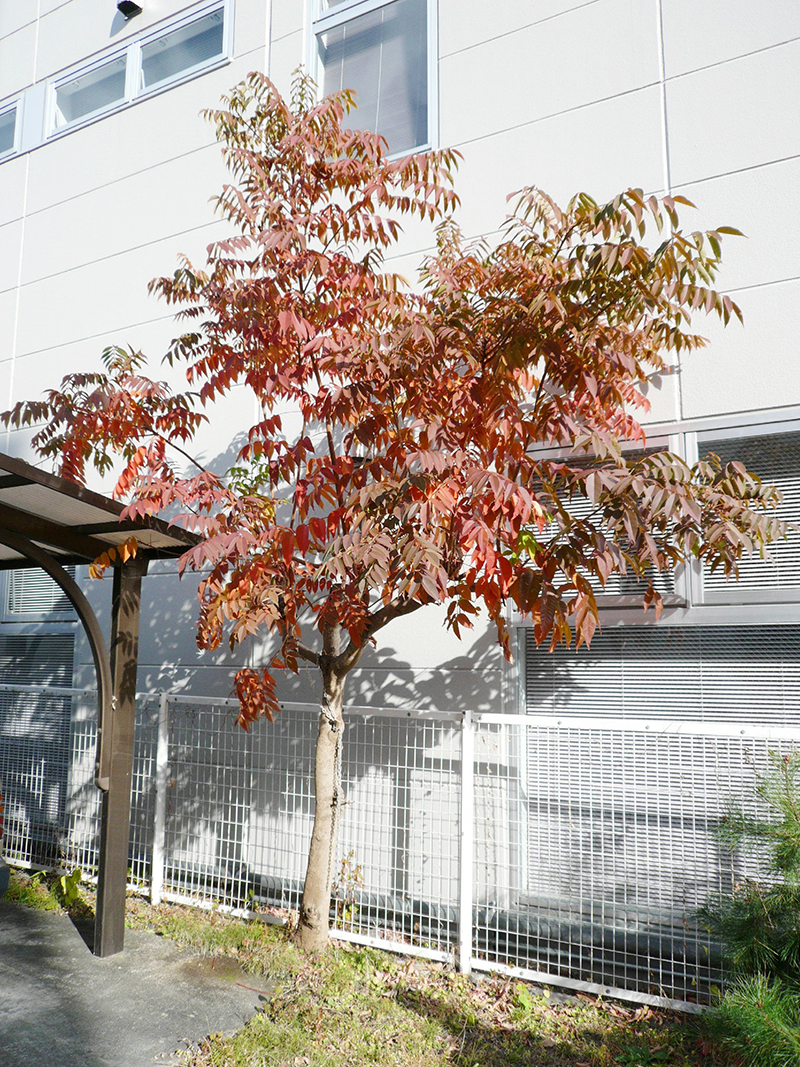 真っ赤に紅葉したハゼノキ