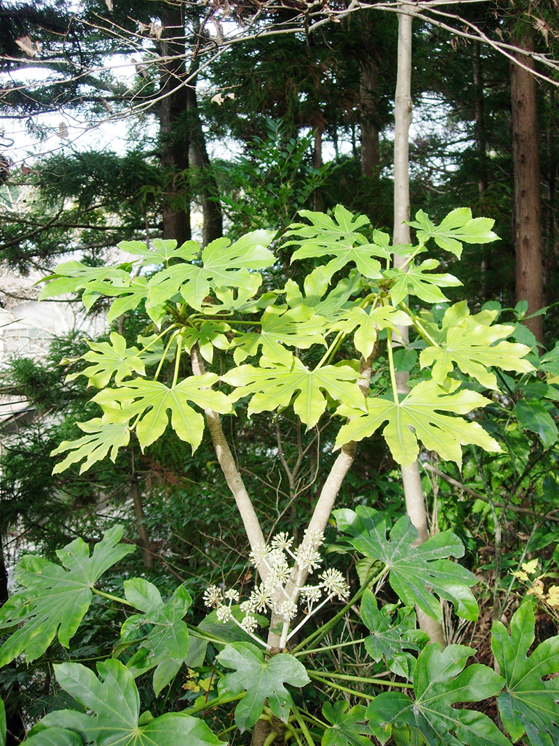 杉林内で咲くヤツデ