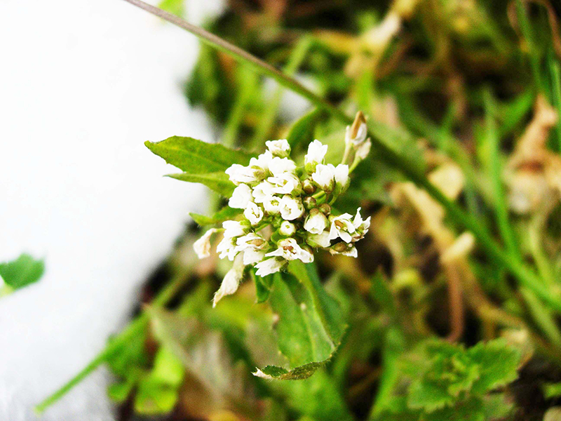 白い総状の花