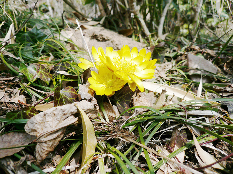 黄金色のフクジュソウの花